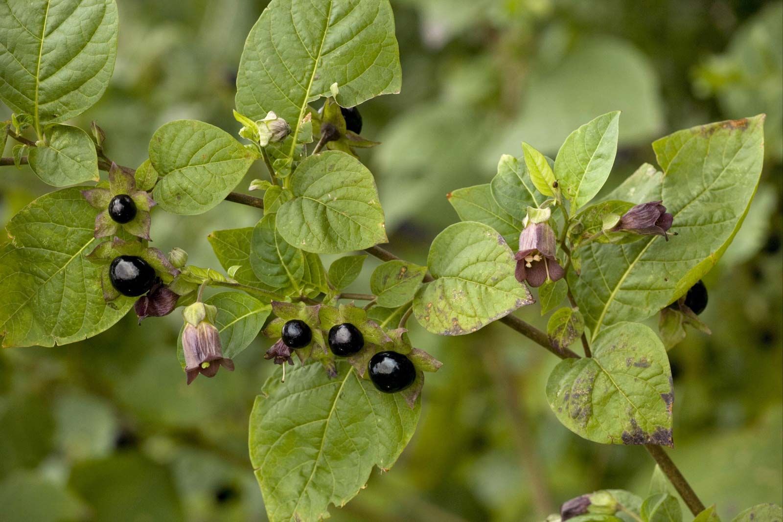  Belladonna