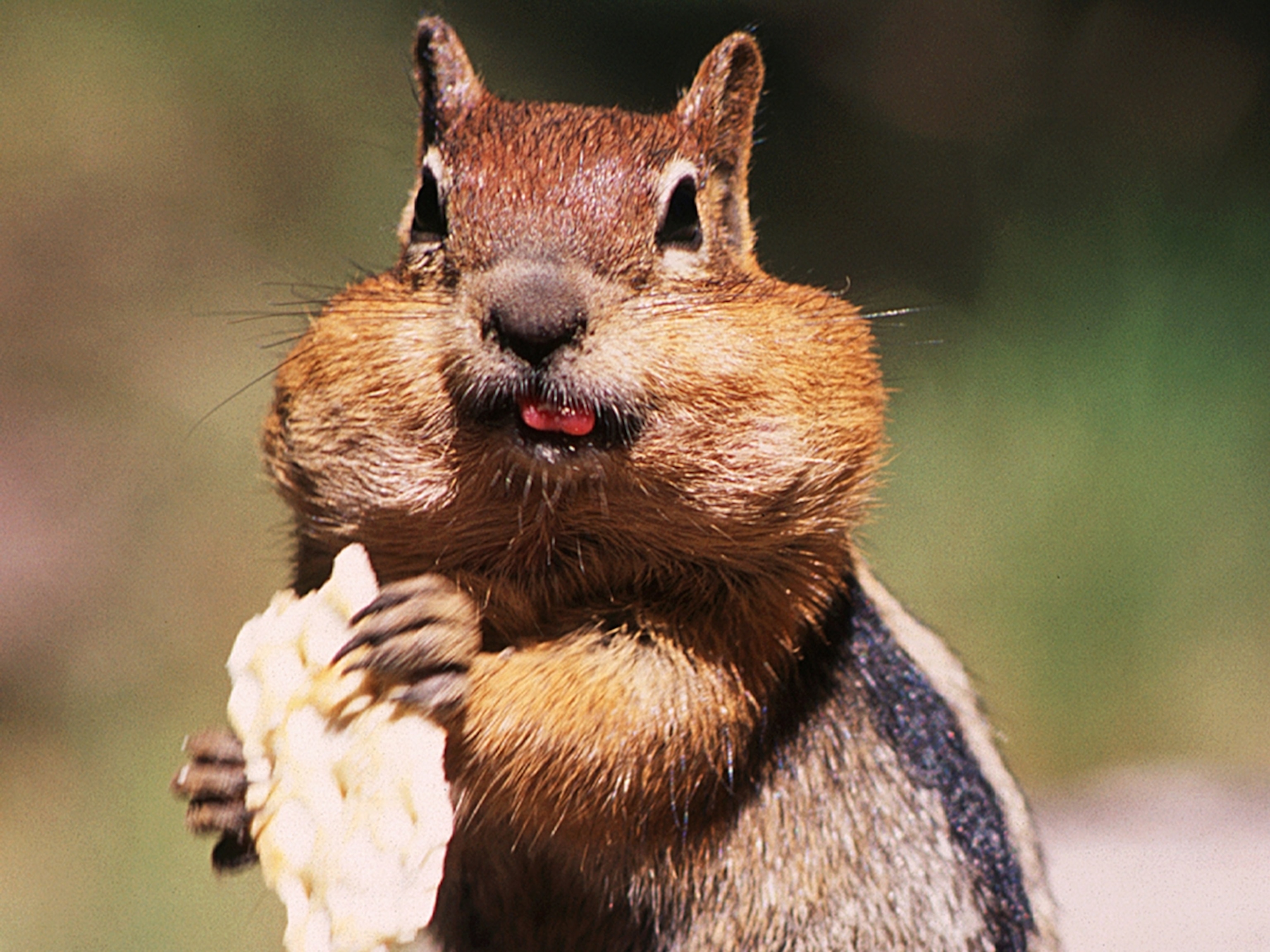  Chipmunk