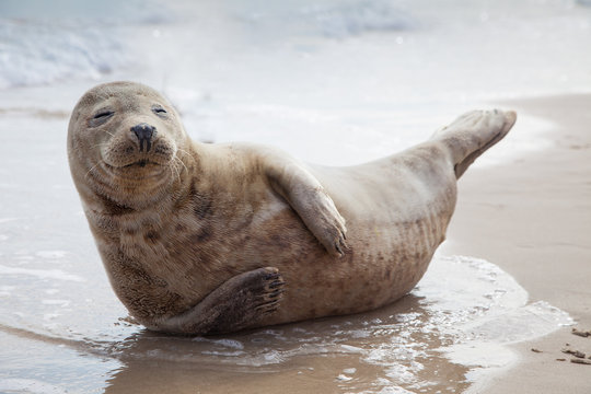  Seal
