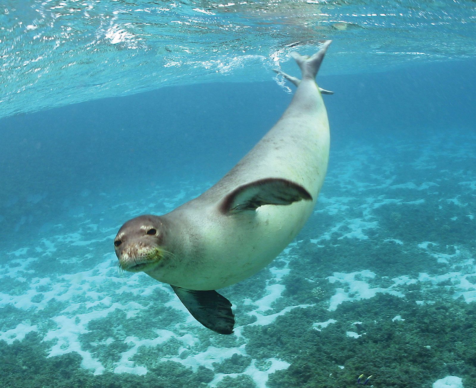  Seal